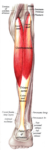 Sobo_1909_303_-_Gastrocnemius_muscle