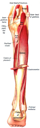 This picture demonstrates the gastrocnemius and the soleus