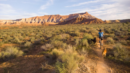 Cryptobiotic soil near mountain bike trails