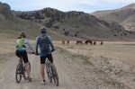 Wild Horse Dirt Fondo