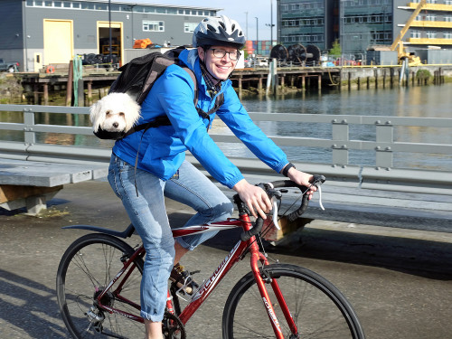 Owen brings Albert to his job at Qualtrics in Seattle. His commute is 5 miles each way. Photo by Chelsey Hancock