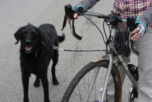 Chorney is on a short leash attached to the rear rack with a carabiner. Photo by Stephen Morningstar