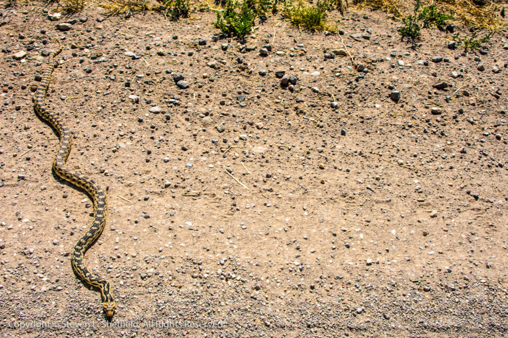 A little local wildlife waiting for riders to come through the Sarlacc Pit. Thankfully, he was there to cheer. Photo by Steven Sheffield