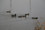 Mallard ducks on the Jordan River. Photo by Dave Iltis