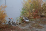 Geese on the Jordan River. Photo by Dave Iltis