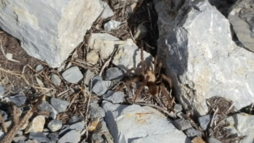 tarantula on bike ride