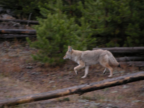 Yellowstone Wolf