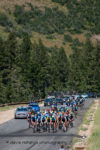 The peloton rides up a steep treelined ramp on the Wolf Creek Ranch climb. Stage 6, 2019 LHM Tour of Utah (Photo by Dave Richards, daverphoto