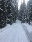 A section of trail on the 28 mile course in The Drift. Photo by Darren Hull  