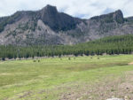 Bison. Yellowstone area bike tour. Photo by Chris Blinzinger