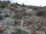 Desert Paintbrush