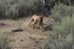 Buster the dog on a Carbon County Trail. Photo by Brian Jewkes