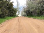 Tree Tunnel in Spring (2021_03_25 16_35_08 UTC)