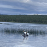 Pelicans: Good neighbors at Spence Mountain. Photo by Tom Jow